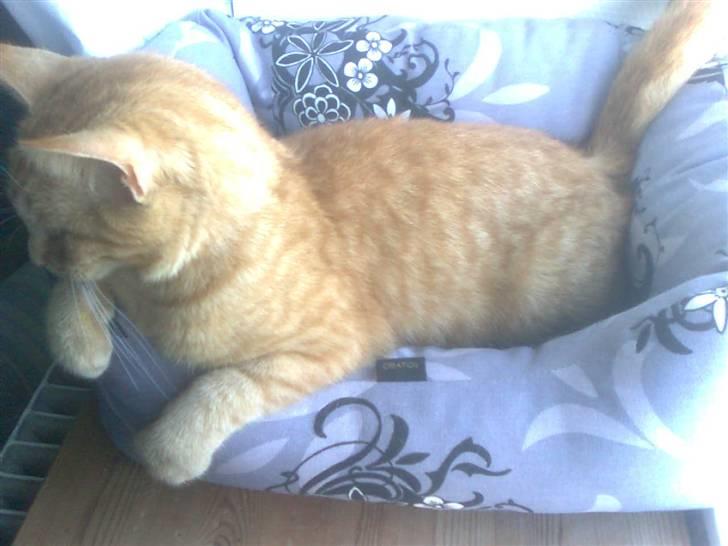 Huskat fiphie rød hun kat :D billede 8