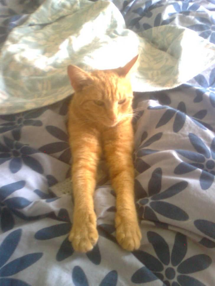 Huskat fiphie rød hun kat :D - hvorfor ikke strække lidt ud hihi <3 billede 9