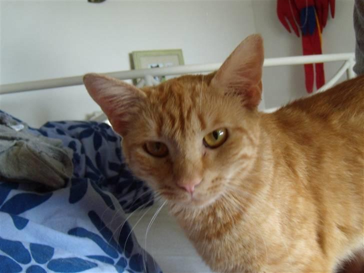 Huskat fiphie rød hun kat :D billede 10
