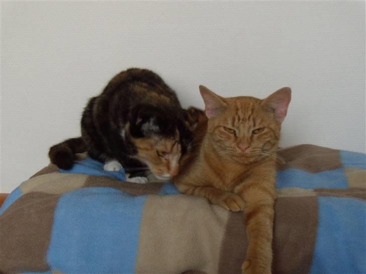 Huskat fiphie rød hun kat :D billede 11