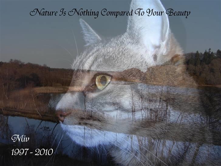 Blanding af racer Miv RIP billede 1