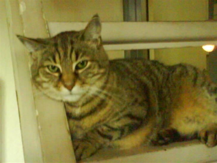 Blanding af racer Miv RIP billede 2