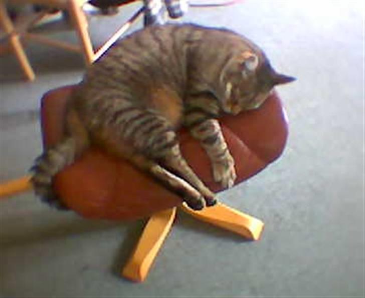 Blanding af racer Miv RIP billede 3