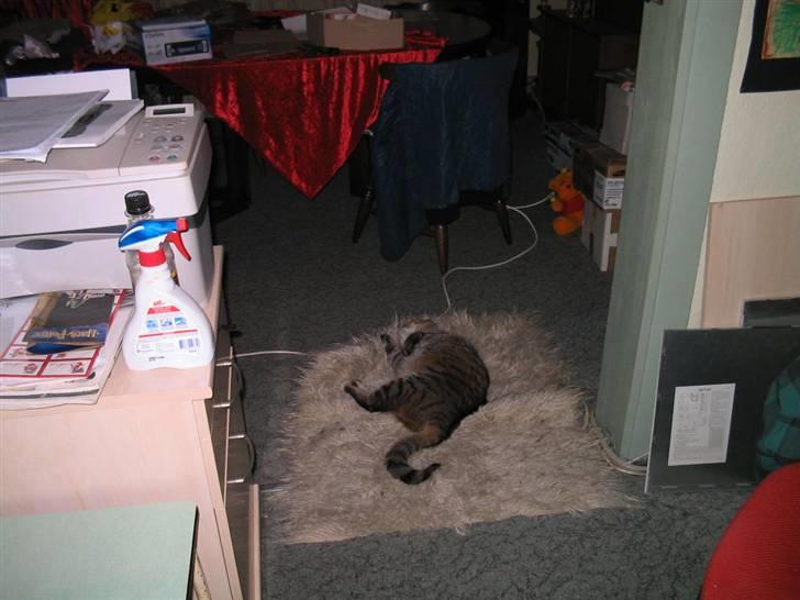 Blanding af racer Miv RIP billede 4