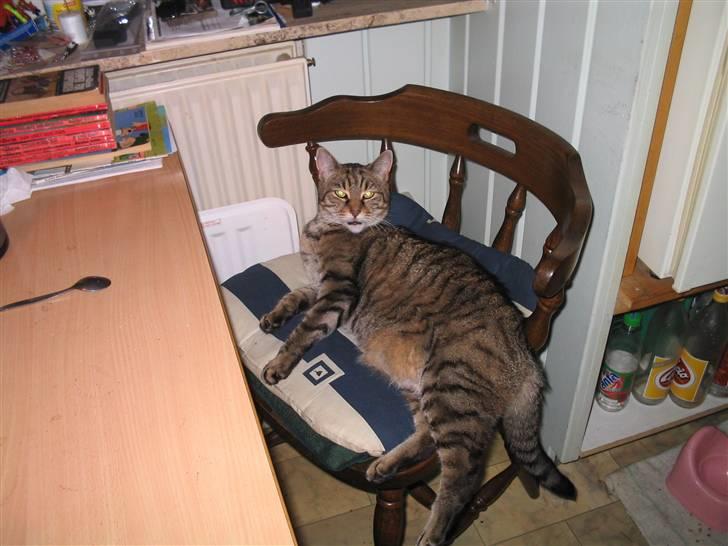 Blanding af racer Miv RIP billede 5