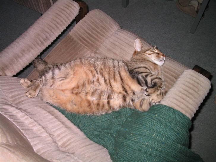 Blanding af racer Miv RIP - Gammel billed, fars eks ovrefoderet ham med godbider, han har heldigvis tabt sig igen billede 6