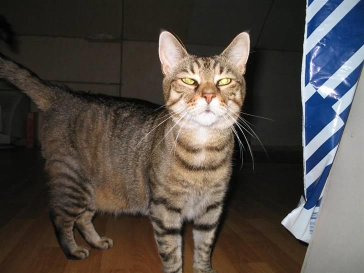 Blanding af racer Miv RIP billede 7