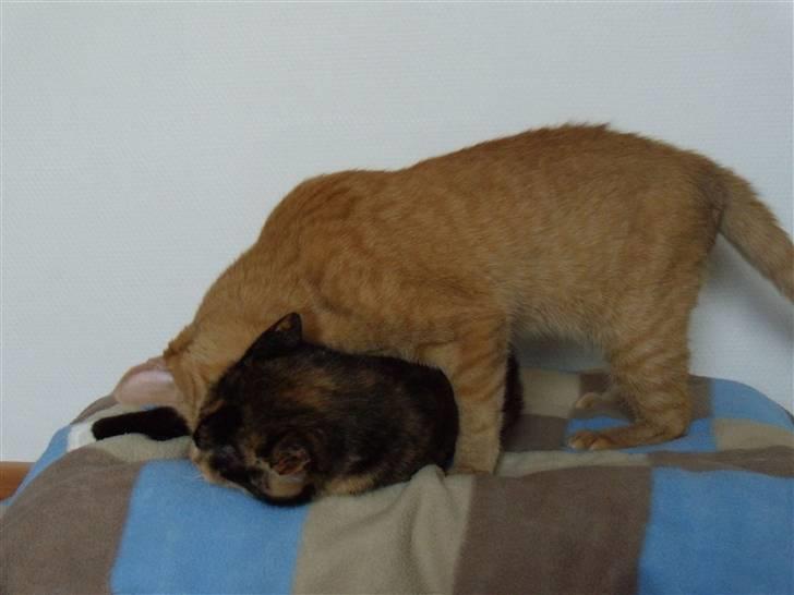 Huskat fiphie rød hun kat :D billede 12