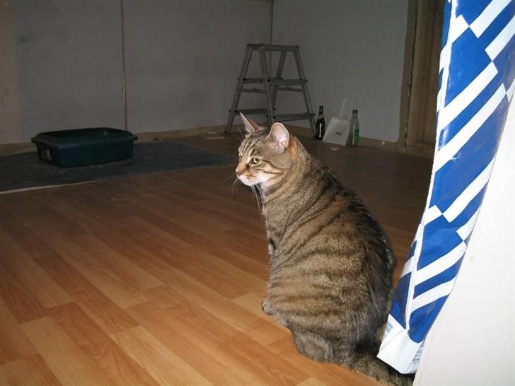 Blanding af racer Miv RIP billede 8