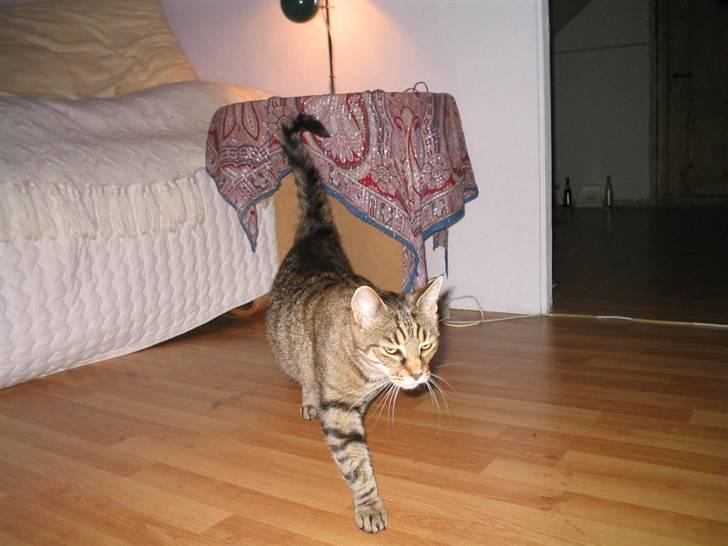 Blanding af racer Miv RIP billede 9