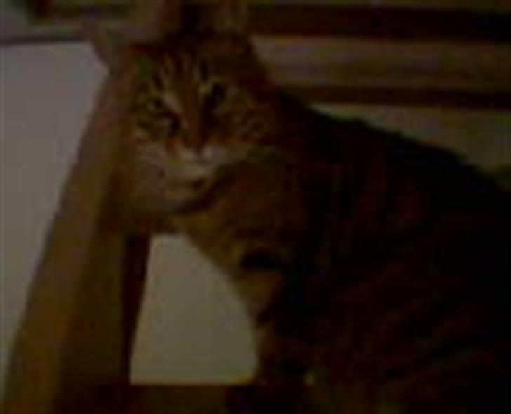 Blanding af racer Miv RIP billede 10