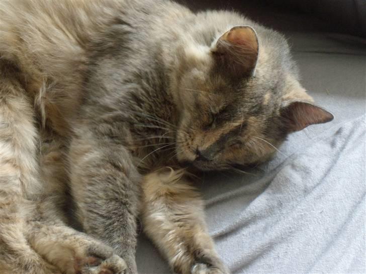 Blanding af racer blue billede 8