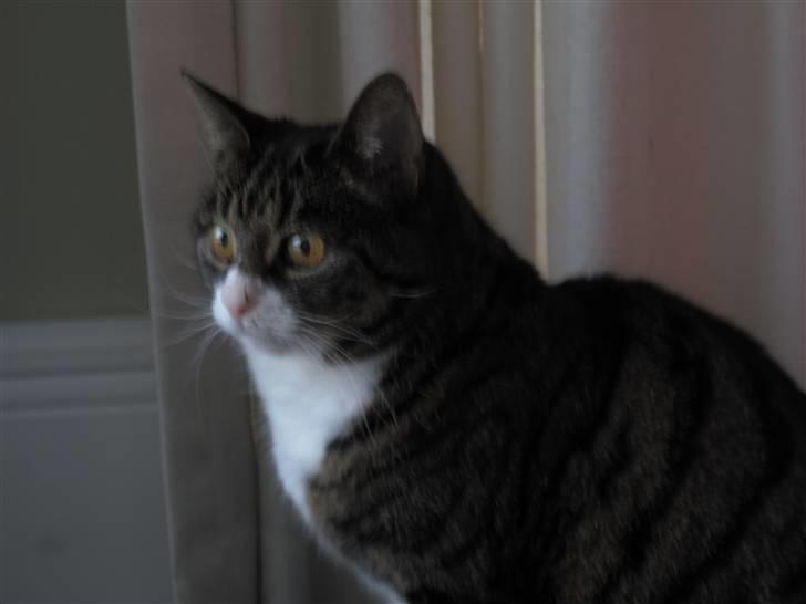 Blanding af racer Laban billede 2