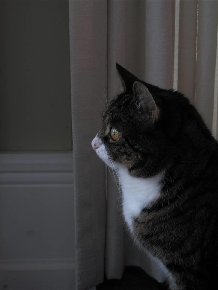 Blanding af racer Laban billede 3