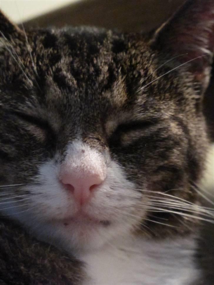 Blanding af racer Laban billede 4