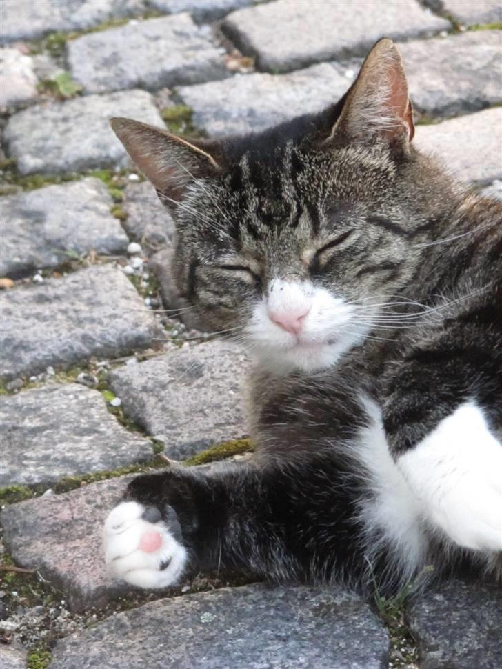 Blanding af racer Laban billede 5