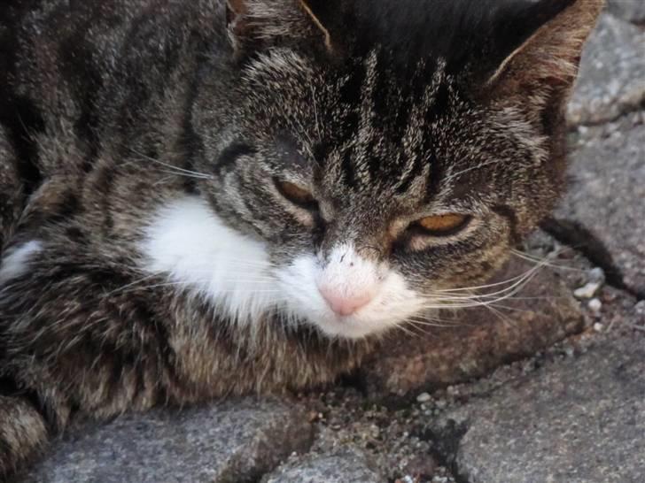 Blanding af racer Laban billede 6