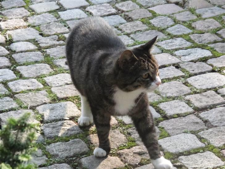 Blanding af racer Laban billede 7