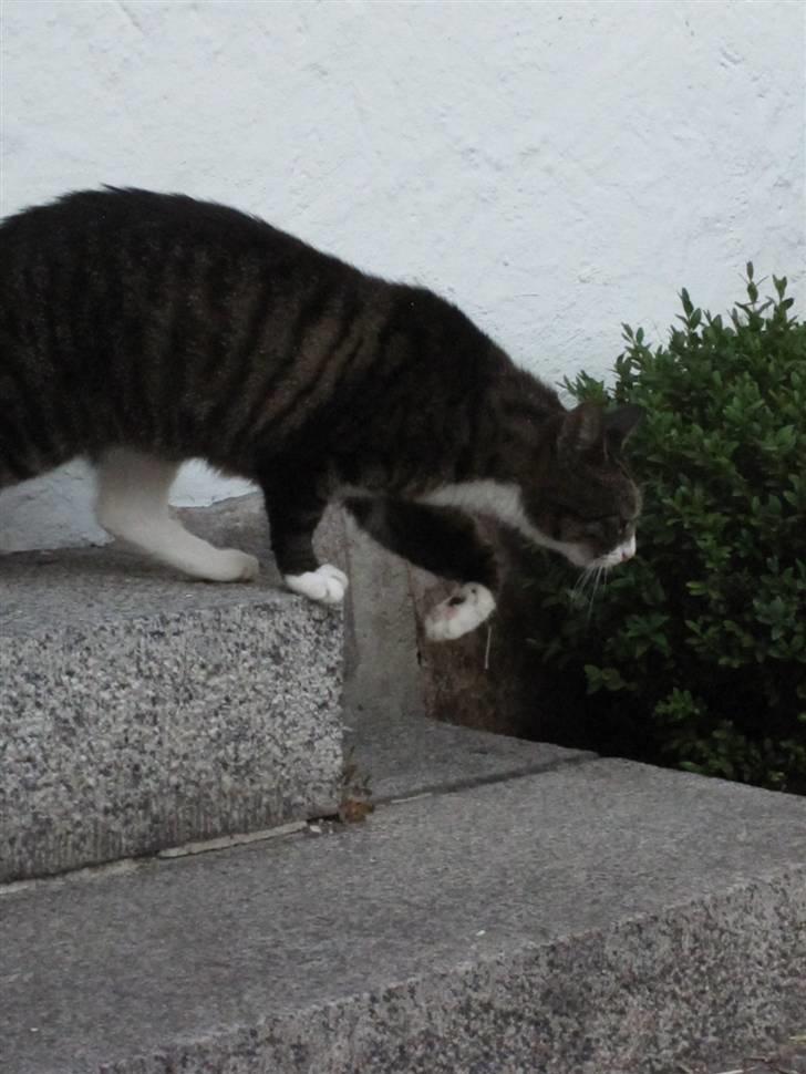 Blanding af racer Laban billede 8