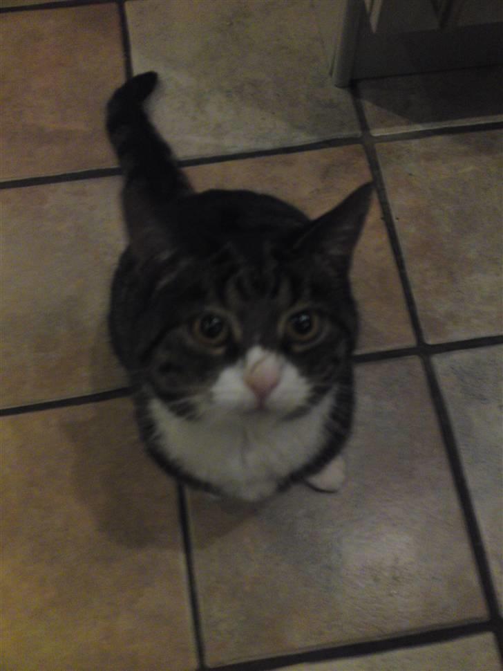 Blanding af racer Laban billede 9