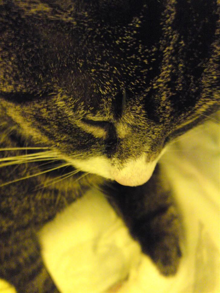 Blanding af racer Laban billede 10