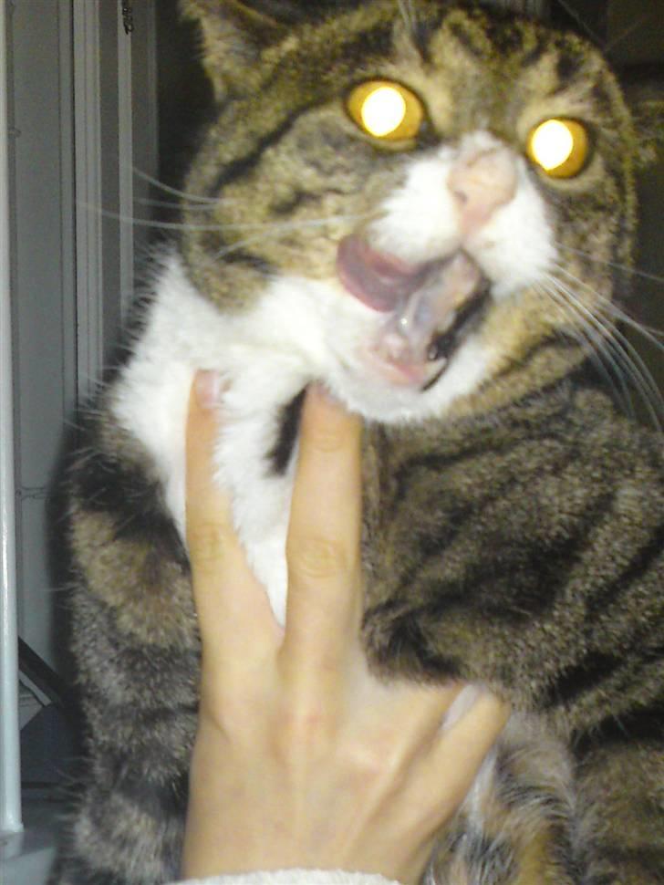 Blanding af racer Laban - VILD KATTEN LABAN ! :D billede 11