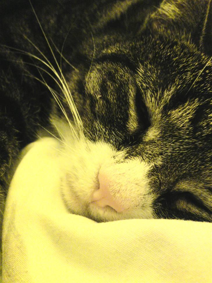 Blanding af racer Laban billede 13