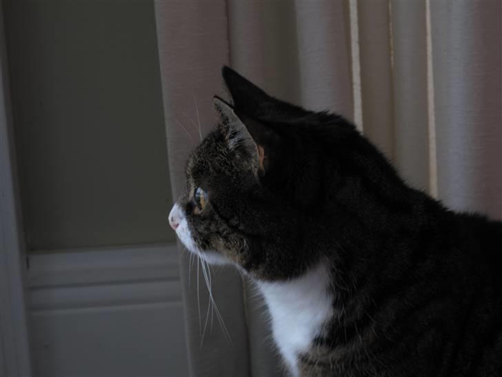 Blanding af racer Laban billede 14