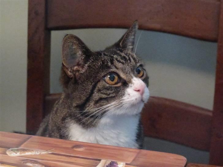 Blanding af racer Laban - "hvornår får jeg noget mad?" billede 15