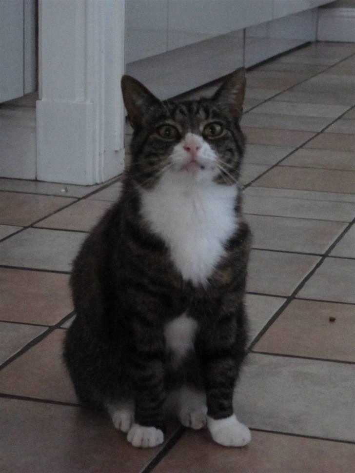 Blanding af racer Laban - hehe ;D lille Laban  billede 16