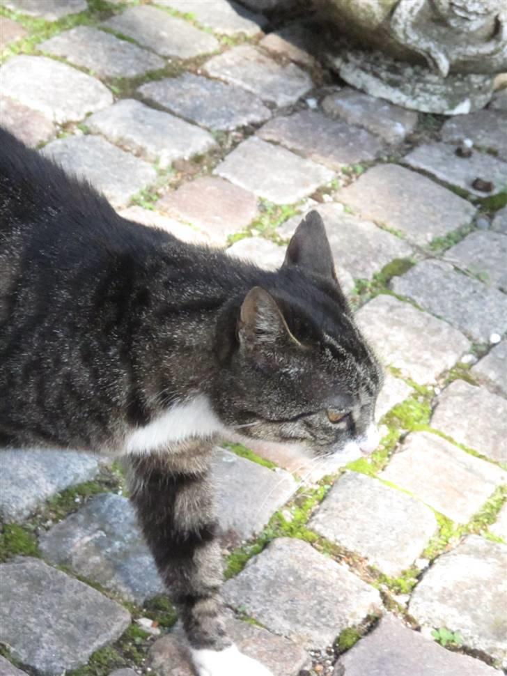 Blanding af racer Laban billede 17