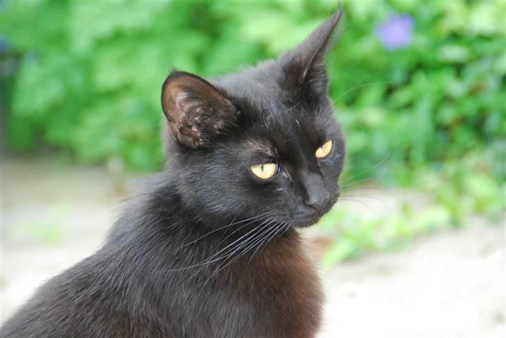 Huskat Sandi - Tøssen er blevet lidt større og er fyldt 1 år billede 14