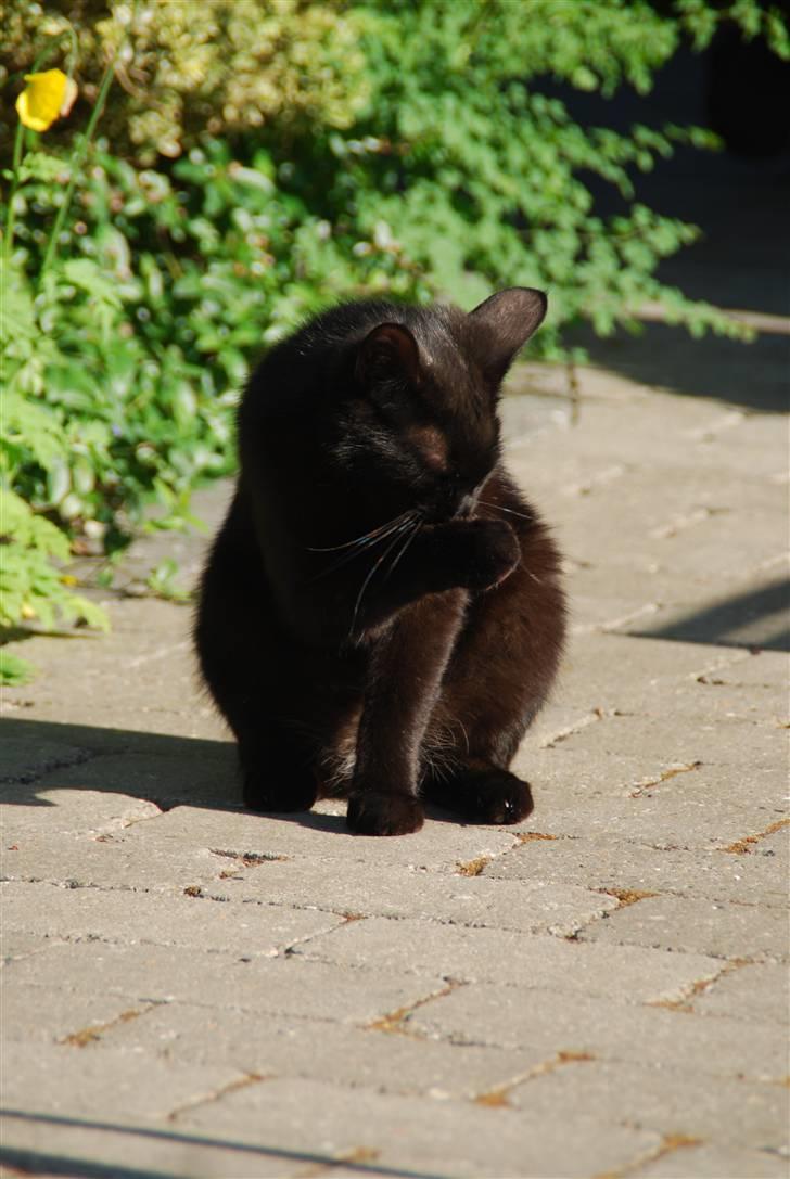 Huskat Sandi - Bette tøsen billede 15