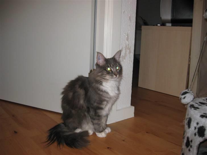 Blanding af racer Máni  billede 19