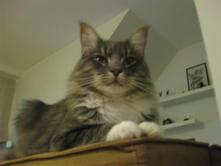 Blanding af racer Máni  billede 20