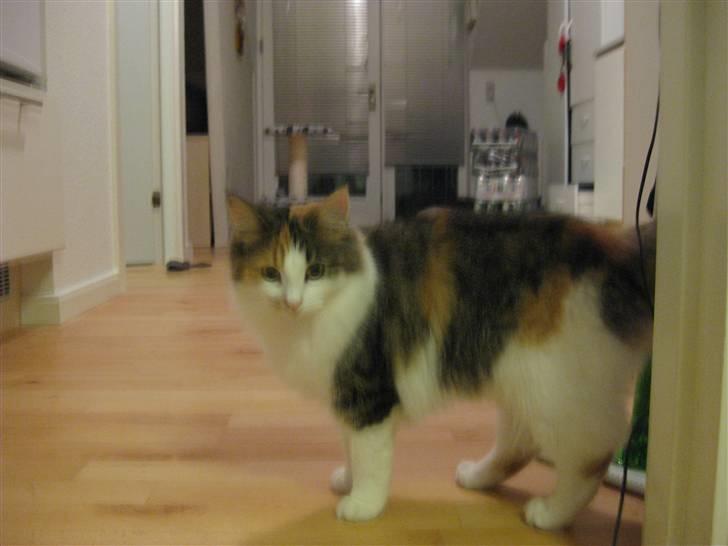 Norsk Skovkat Rósa billede 15