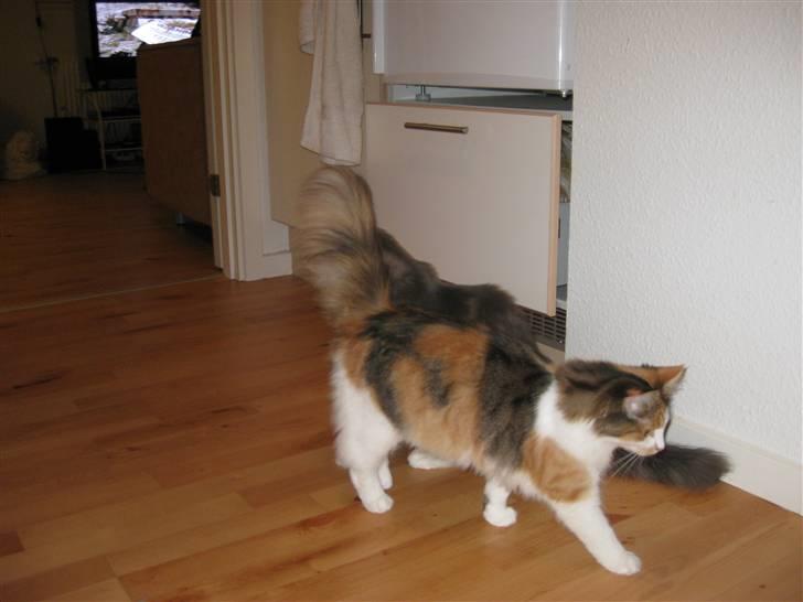 Norsk Skovkat Rósa billede 16