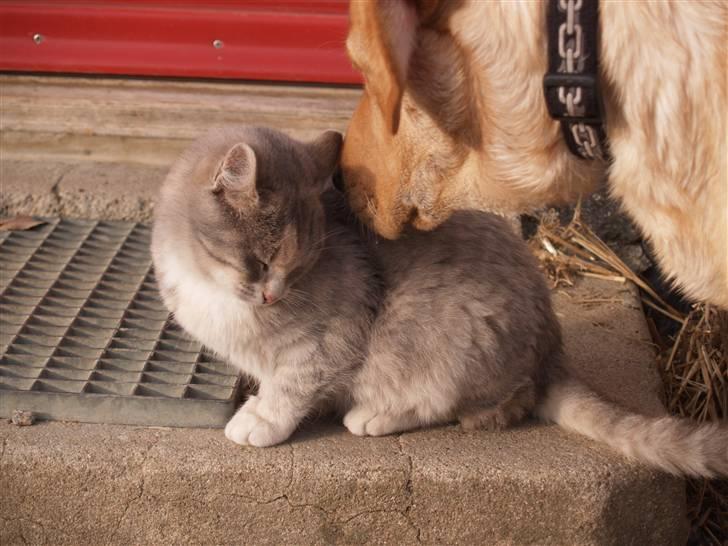 Huskat Misja - (; billede 3