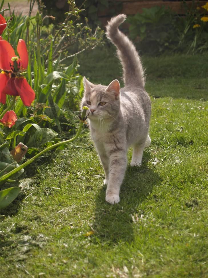 Huskat Misja - Hej tøsse :* billede 4