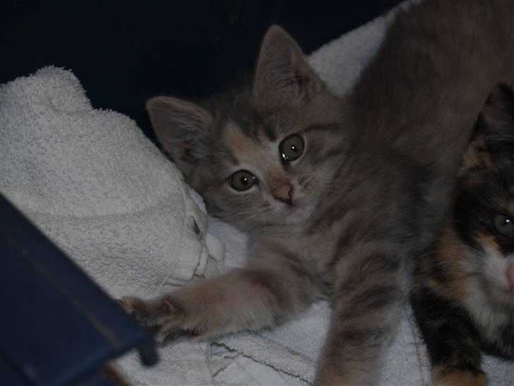 Huskat Misja - Uha... det er da dejligt at strække sig ;D billede 6