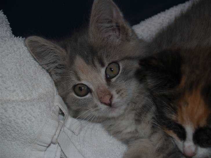 Huskat Misja - <3 billede 11