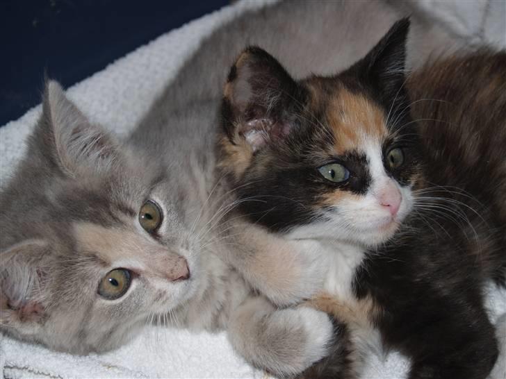 Huskat Misja - Panda & Masja  ;D Kig også forbi hendes profil (; billede 7