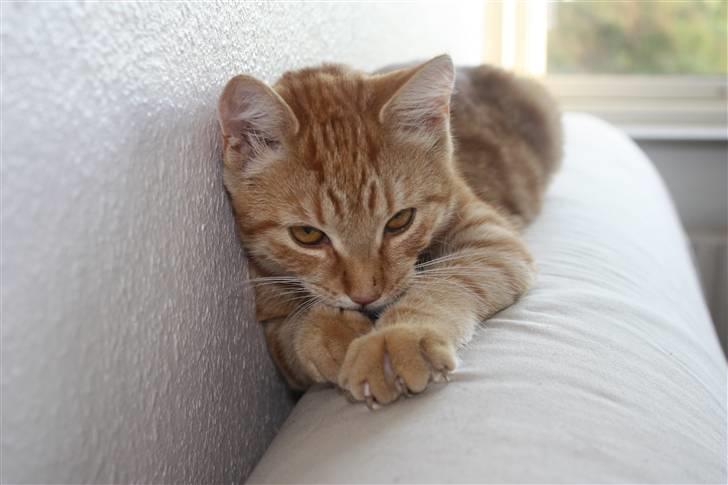 Blanding af racer Garfield billede 10