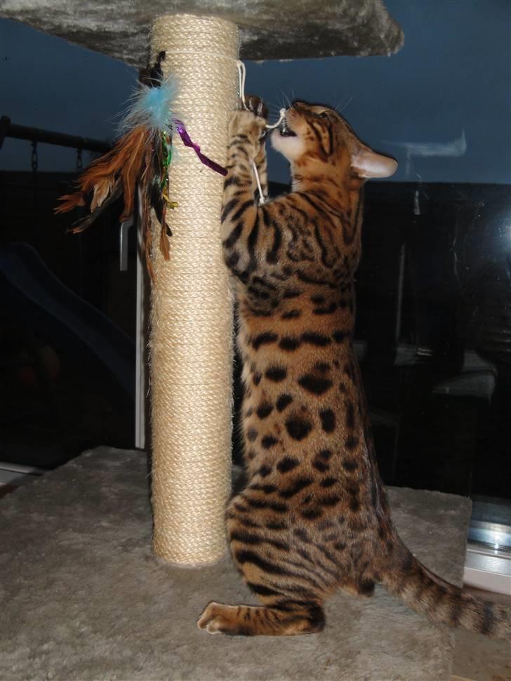 Bengal Danger After Dark - Her ligner jeg da et rovdyr :D billede 5