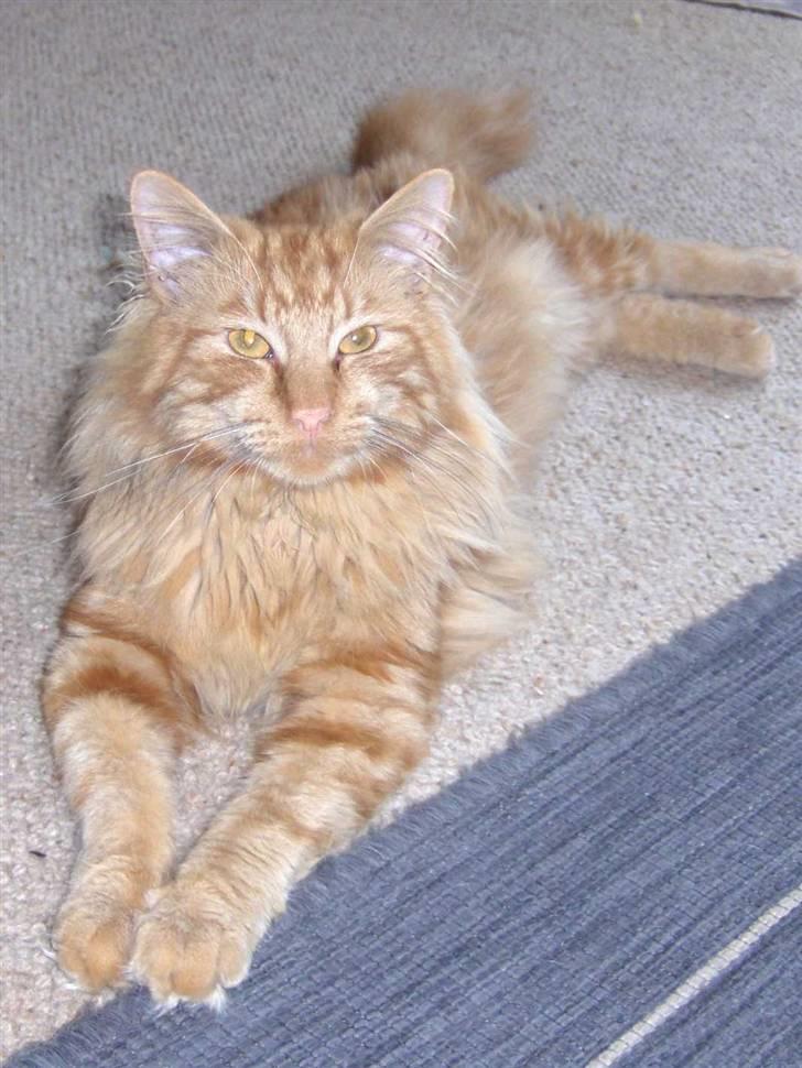 Maine Coon Bimse - 2år gammel. billede 1