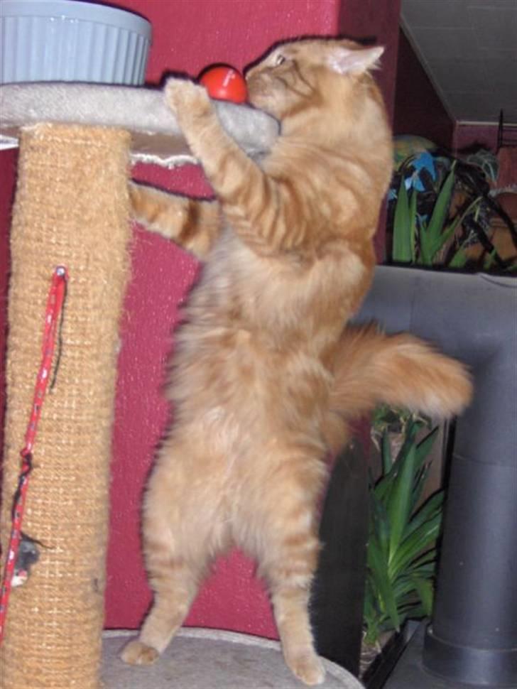 Maine Coon Bimse - 1år og 2mdr gammel. Er der mon mad i skålen?? billede 2