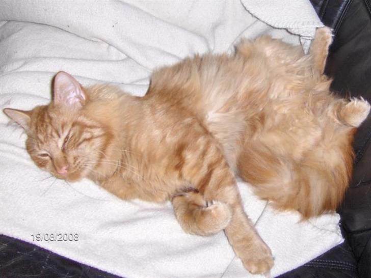 Maine Coon Bimse - 1 år gammel billede 3