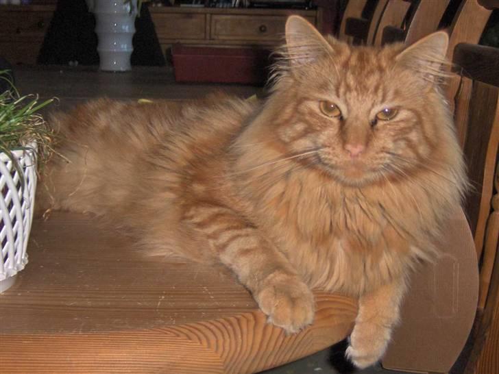 Maine Coon Bimse - 1år og 10mdr gammel. billede 4