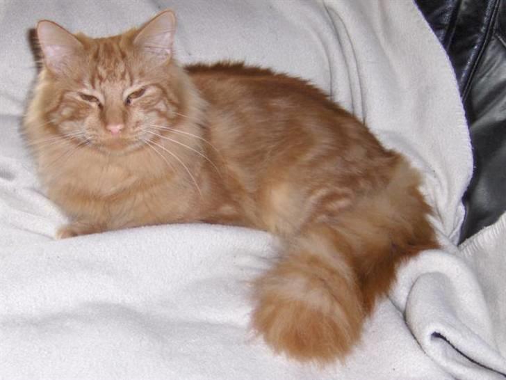 Maine Coon Bimse - 1år gammel. billede 5