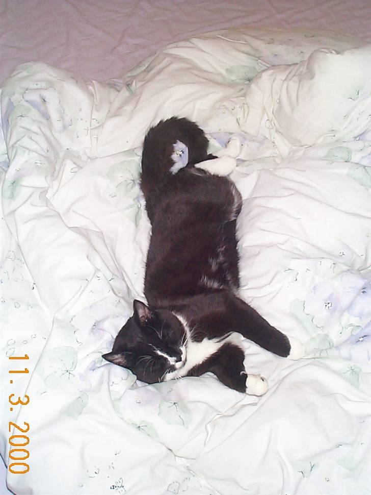 Huskat Tjalfe (Fofo) billede 2